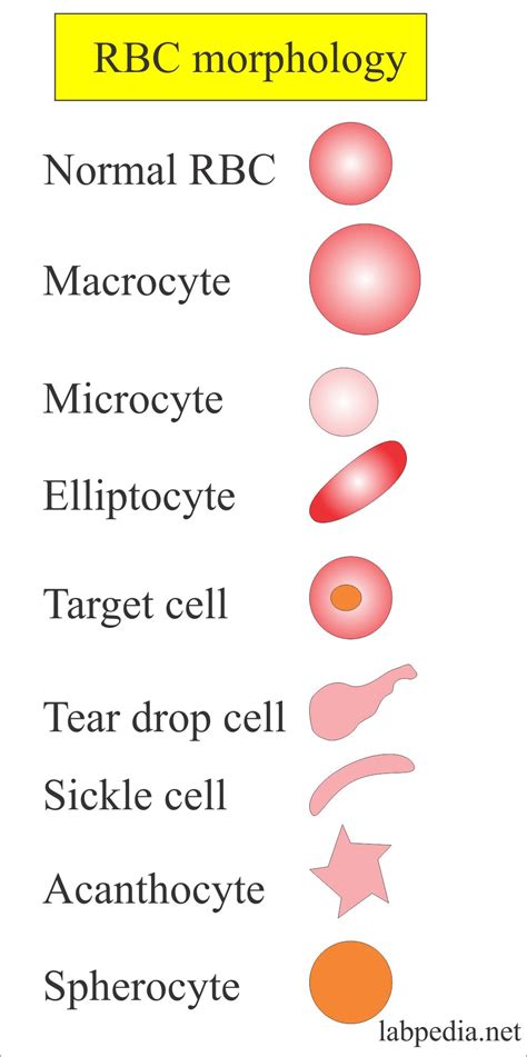 rbc morphology abnormal results